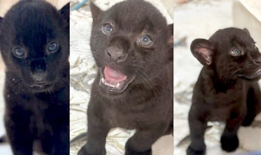 Batizados de Pequi, Baru e Tuquinha, o trio é composto por dois machos e uma fêmea