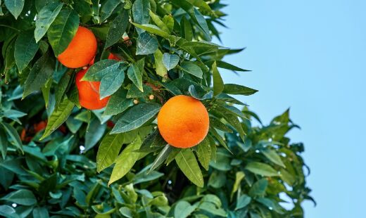 A laranja é uma das principais fontes naturais de vitamina C, nutriente fundamental para a defesa do organismo