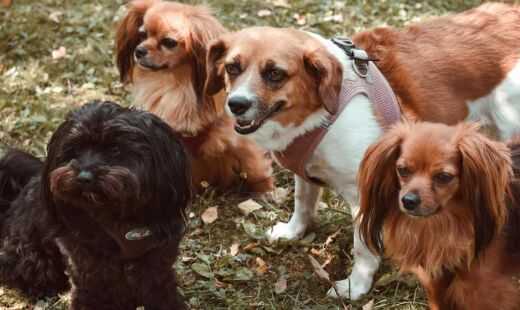 Foi quando, com o cachorro na mão resolvi gritar: achei o nosso cãozinho fujão