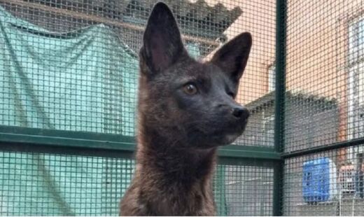 O caso é o primeiro registro detalhado desse tipo de cruzamento na América do Sul