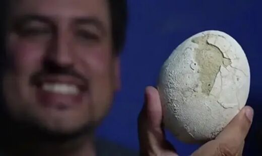 O estado de preservação é considerado surpreendente para um fóssil de cerca de 70 milhões de anos