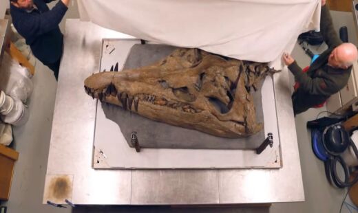 Os cientistas podem tem descoberto um dos maiores fósseis marinhos da história