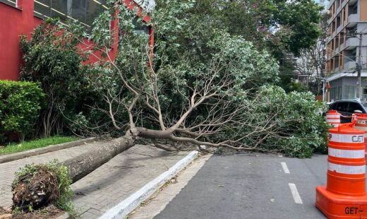 Fortes ventos derrubaram, nesta quarta-feira (10/12), duas árvores em uma mesma avenida
