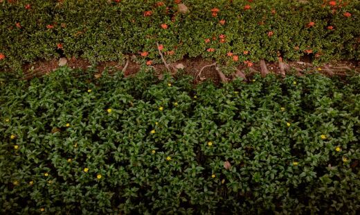 Estratégias com vegetação reduzem abrigo, alimento e entrada de peçonhentos em casas