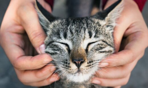 O olfato dos gatos é 14 vezes mais apurado que o olfato humano