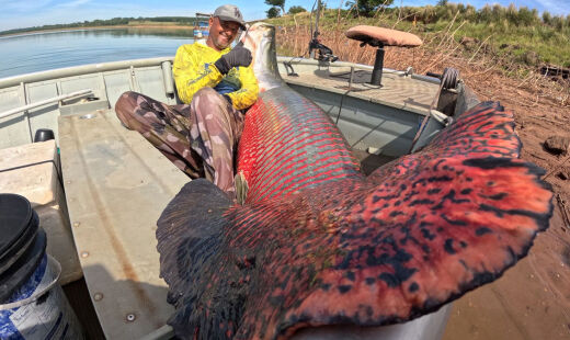 Peixe de 2,5 m e 160 kg &eacute; capturado em S&atilde;o Paulo, fora de seu habitat