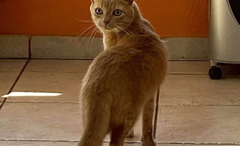 Gato