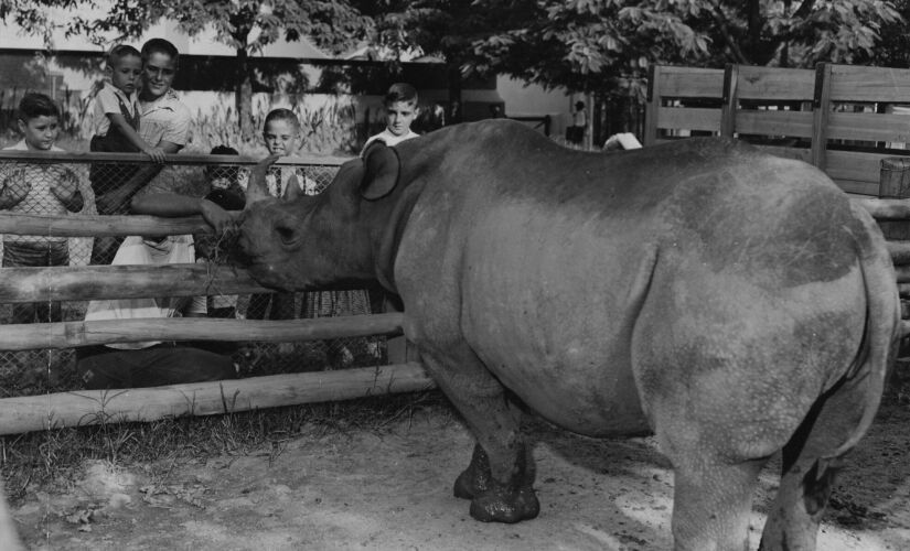 Cacareco, pouco antes de embarcar do Rio para São Paulo