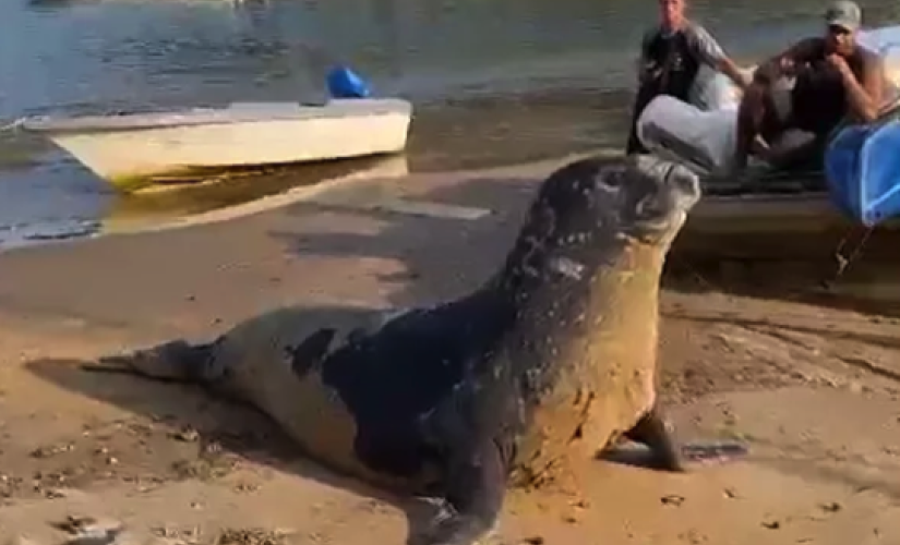 Elefante-marinho é flagrado em praia de Ubatuba