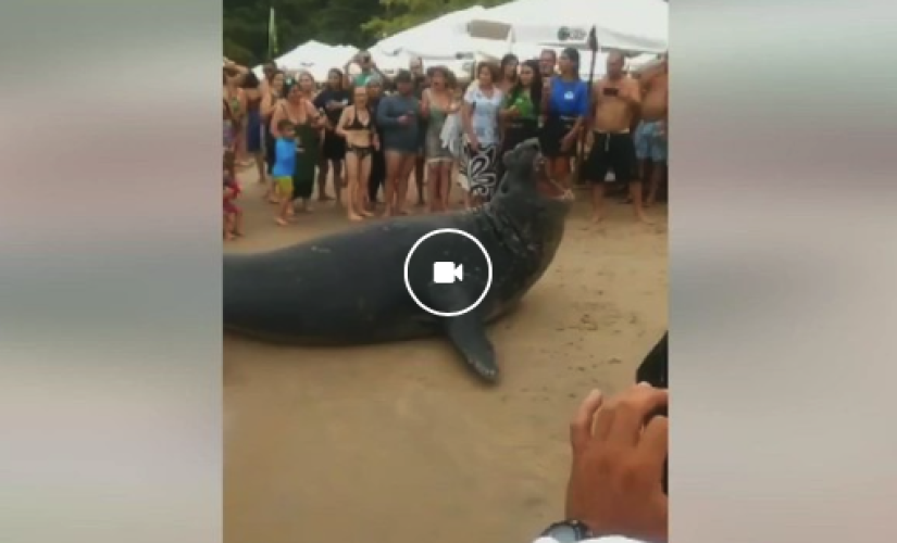 Elefante marinho aparece mais uma vez em praia de Ubatuba