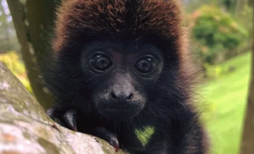 Macaquinho que se perdeu da mãe