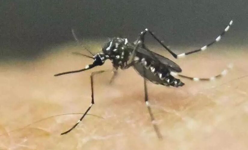 Taboão da Serra registra 20 casos positivos de dengue