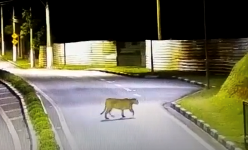 Onça-parda flagrada em SP