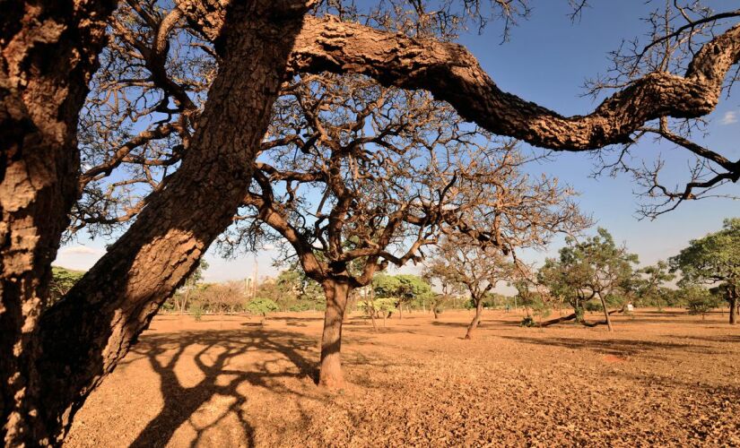 Caatinga