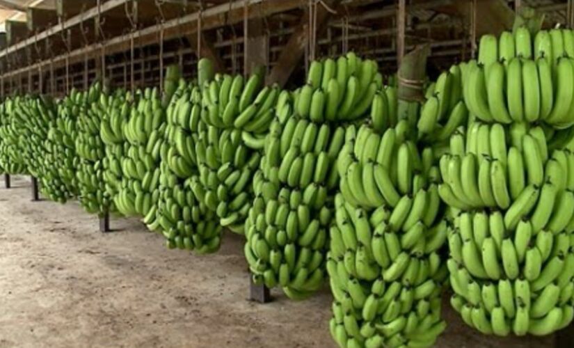 A ideia ainda contempla uma oportunidade  de acesso à informações sobre novas técnicas de cultivo