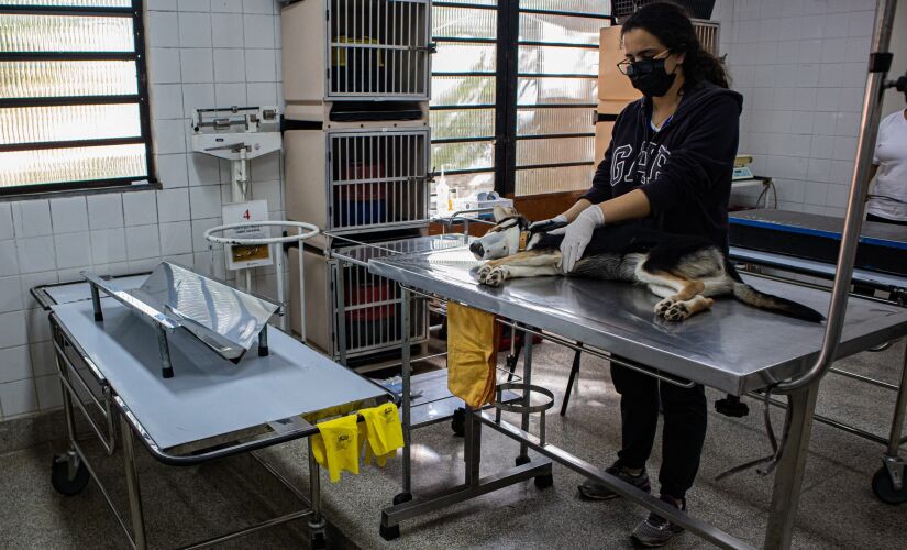 6&ordm; Mutirão Castra Pets acontecerá no sábado, 14/05, Centro de Controle de Zoonoses Municipal. 