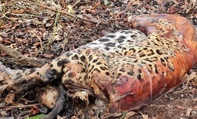 Onças encontradas mortas no Pantanal foram envenenadas por agrotóxico, conclui PF