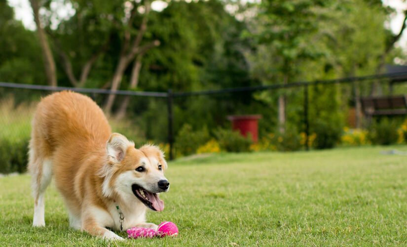 Cachorrinho se diverte em parque da Capital