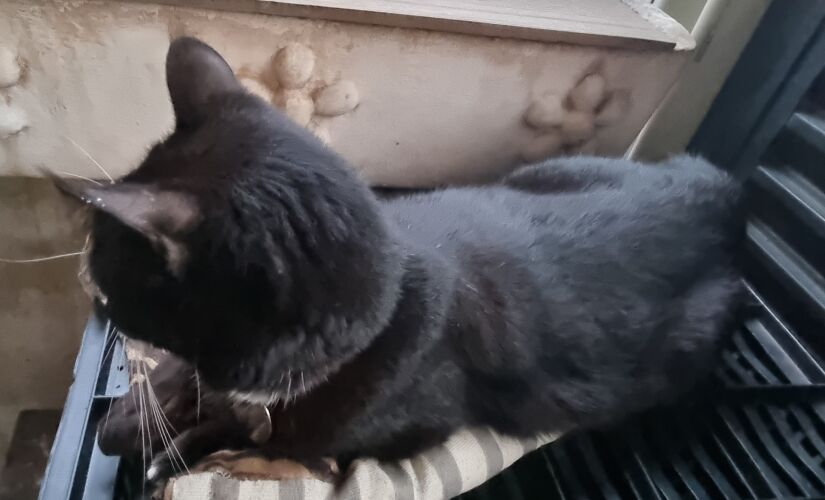 Gatos foram vítima de envenenamento em Guarujá