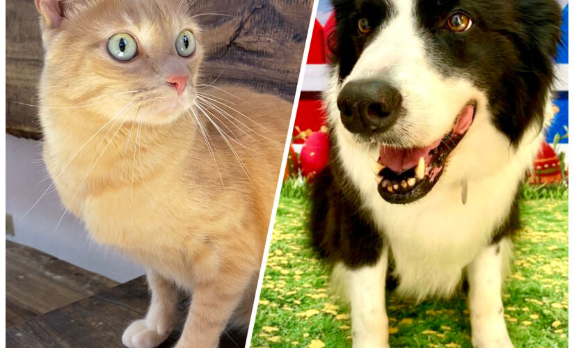 Cães e gatos também sofrem com estresse e ansiedade.