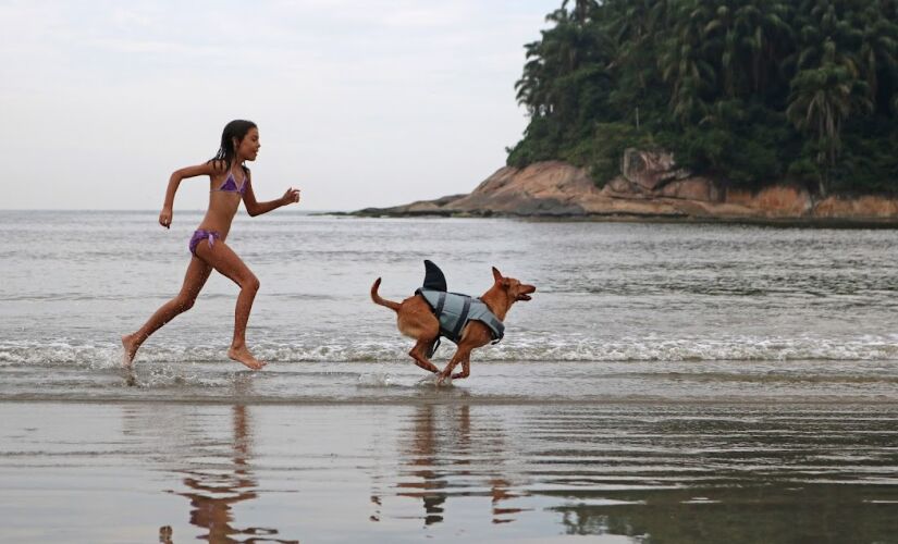 Santos foi eleita uma das melhores cidades brasileiras para se viajar com pets