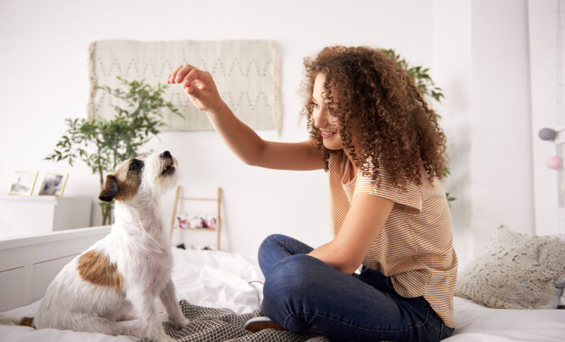 Tutores encontram dificuldades na hora de brincar com os pets em locais pequenos