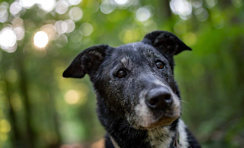 Tanto para cães como para gatos, um dos sinais clínicos da Síndrome da Disfunção Cognitiva é a incapacidade dos animais em reconhecer seus tutores