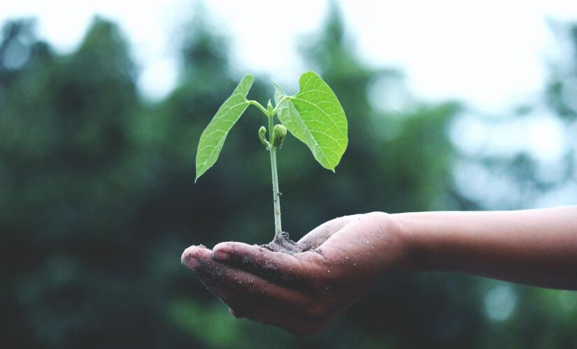 A responsabilidade pelo meio ambiente não deve recair somente sobre empresas e governos