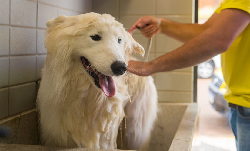 Além da temperatura da água, o pelo e pele do seu dog precisam dos produtos e da secagem corretos