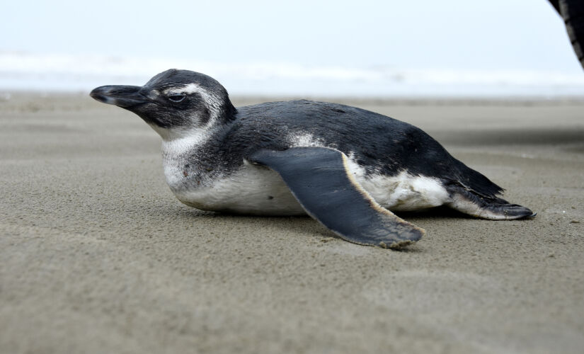 O frio chegou e, com isso, Praia Grande recebeu a visita de um Pinguim  de Magalhães