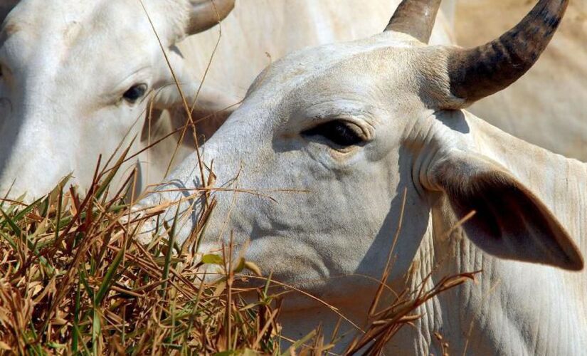 Brasil poderá ter de exportar mais carne diante do risco de espalhamento da febre aftosa na Austrália