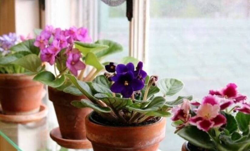 Violetas estão entre as flores mais fáceis de cultivar em casa