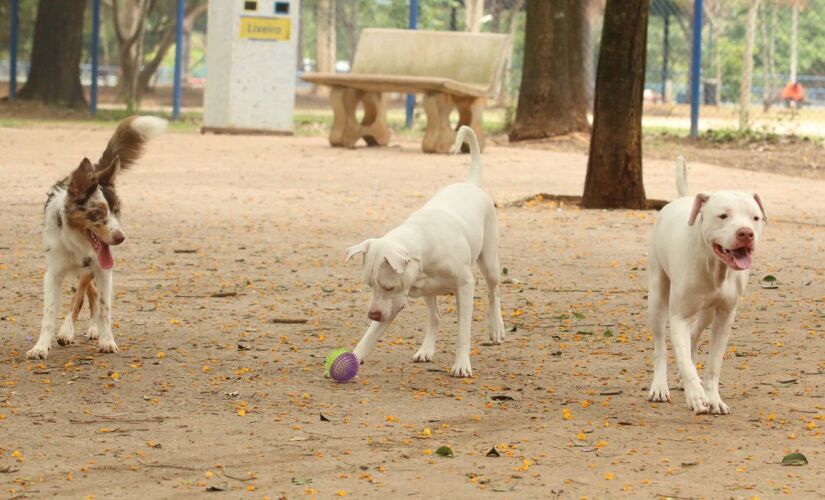 Projeto para cães e gastos foi enviado pelo governo à Alesp