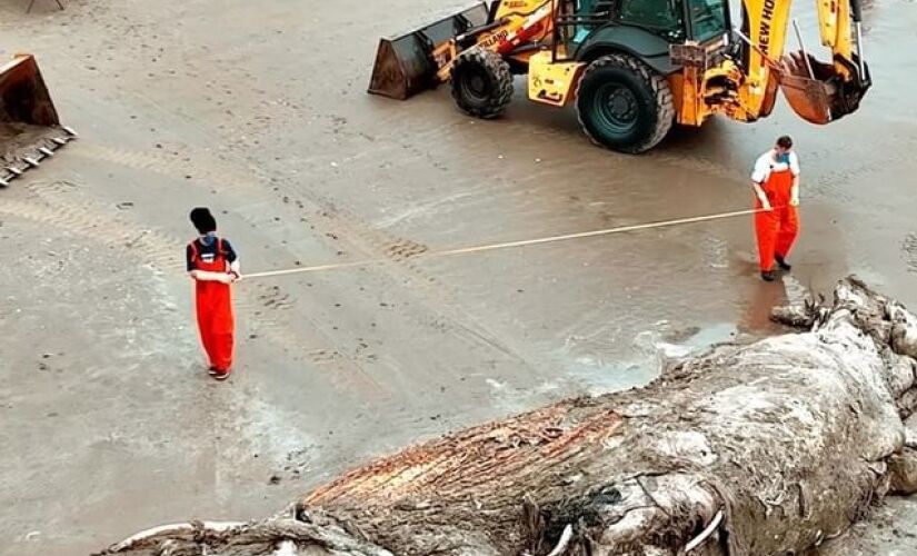 O animal foi avistado por banhistas antes do meio-dia, que acionaram as autoridades