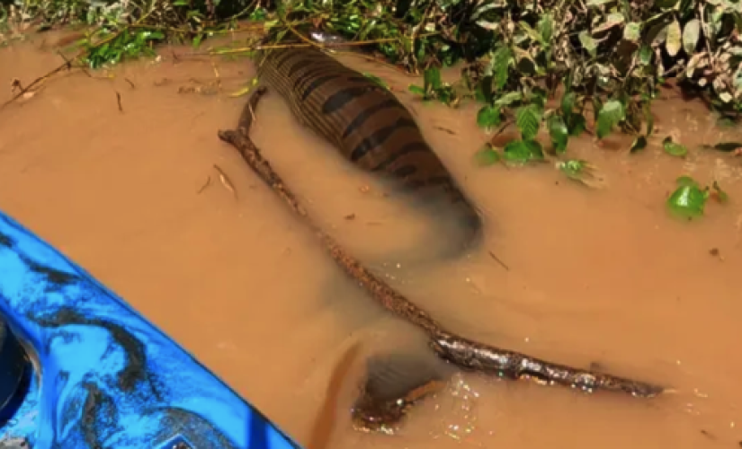 Com 'barriga cheia', sucuri gigante assustou pescadores 