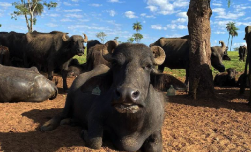 O proprietário da fazenda nega que houve maus-tratos 