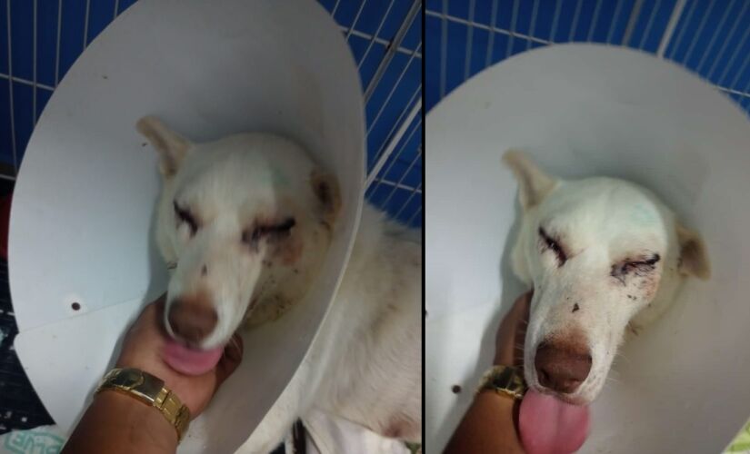 Estado de saúde do cachorro é grave e animal pode ficar cego