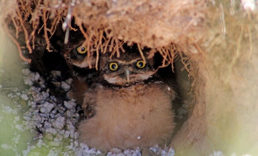 O casal de corujas buraqueiras, da espécie Athene cunicularia, possui dois ninhos no local, que ganhou, este ano, uma tela de proteção para proteger as aves