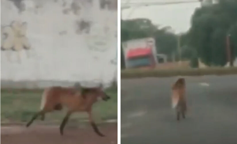 O animal foi flagrado por trabalhadores que passavam pelo local