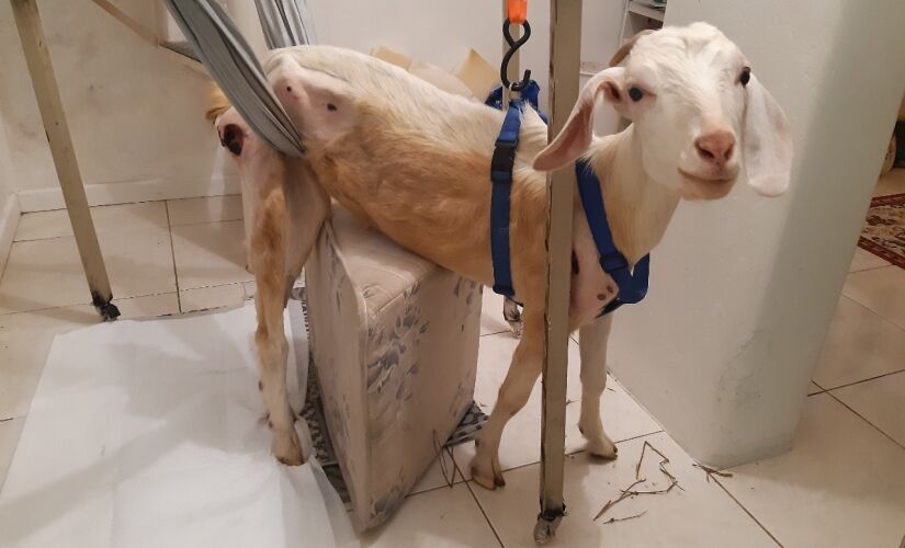 Mesmo internada, Talita não apresentava melhoras. A situação inusitada, no entanto, chegou aos ouvidos da advogada Denise Schiaffino Bronichaki, que quis logo conhecer a cabra