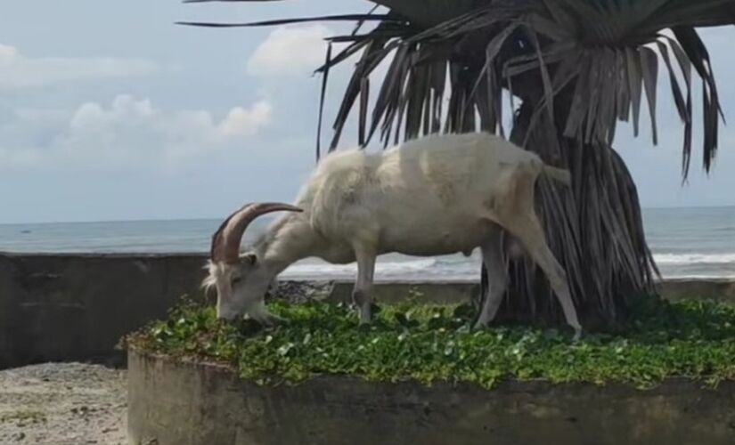 Morador encontra com um bode e uma cabra andando pela areia em praia de Mongaguá