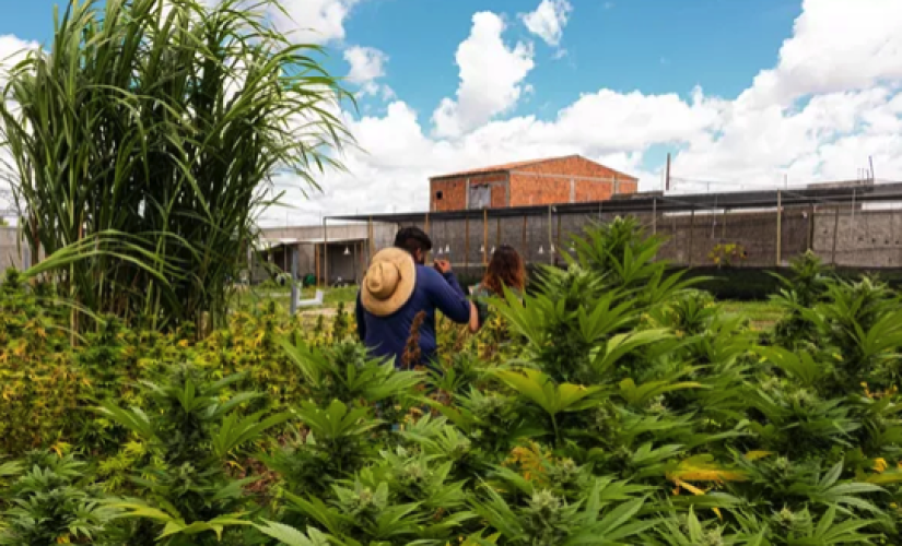 Plantação de cannabis medicinal na Abrace