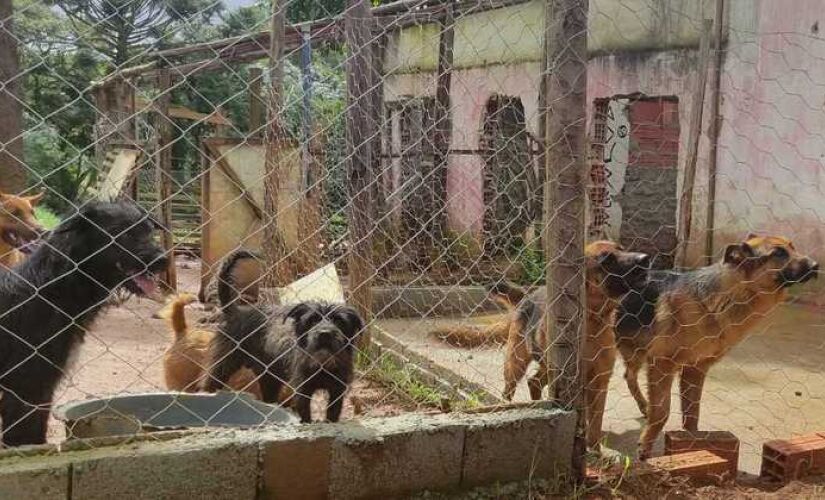 As equipes encontraram 72 animais em condições precárias de alimentação e higiene