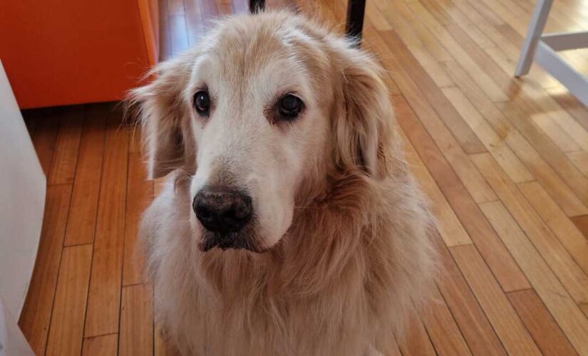 Romeu, o cão, precisou ficar em Madri, sem o tutor Rafael Capanema