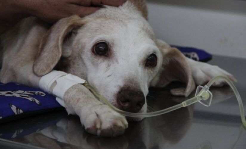 Cãozinho sendo atendido na unidade do hospital veterinário do Tatuapé