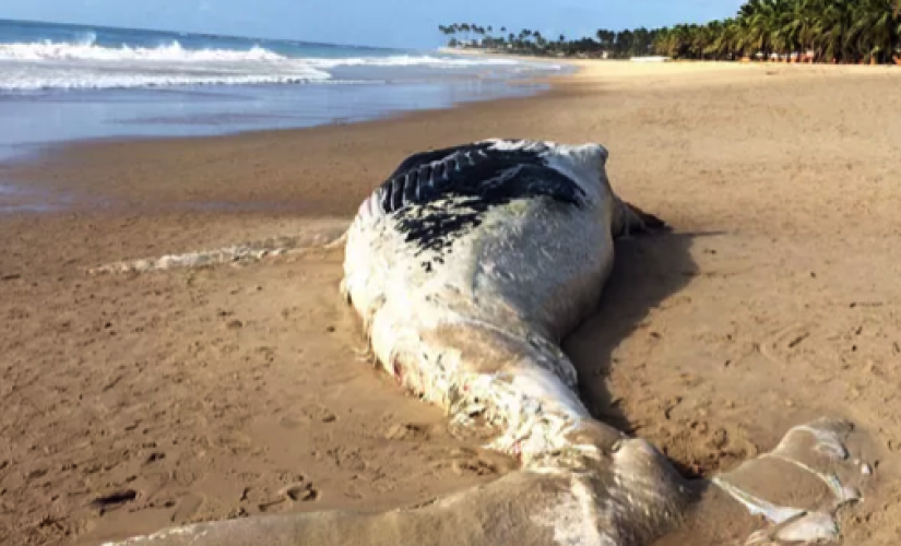 Baleia encalhada em Pernambuco