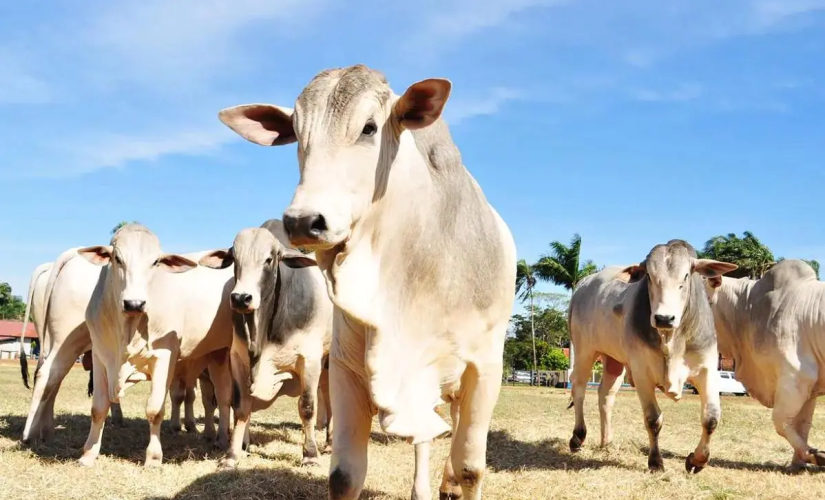 Na atual e última etapa da campanha, devem ser vacinados bovinos e bubalinos com até 24 meses de idade