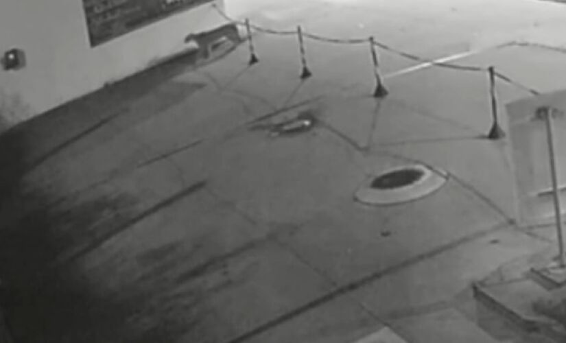 Na última quinta-feira (16), o animal foi gravado andando por um posto de gasolina da cidade.