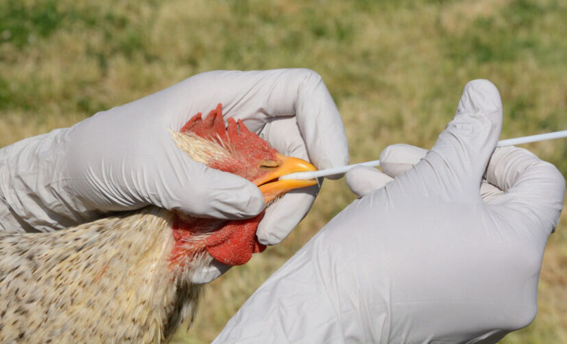 O Ministério da Saúde confirmou na noite desta quarta-feira (17) a investigação de um caso suspeito de gripe aviária (H5N1) em humano no país. Se confirmado, este será o primeiro.