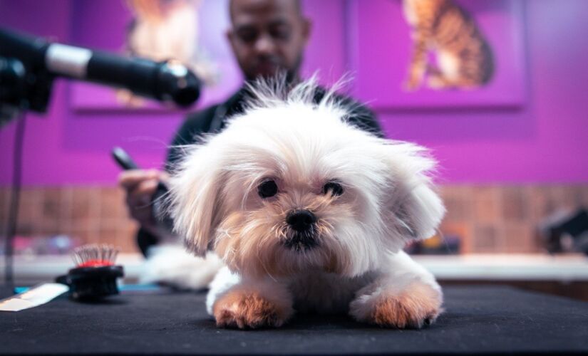 O petshop Banho Animall, na zona oeste da capital paulista, está prestes a completar um ano de existência